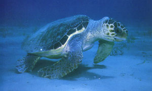 Caretta Caretta