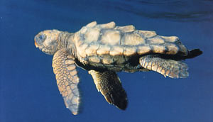 Loggerhead Turtle on Zakynthos